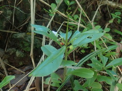 Talinum fruticosum