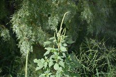Amaranthus palmeri