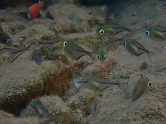 Pempheris rhomboidea