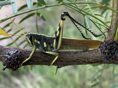 Schistocerca albolineata