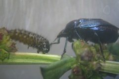 Zicrona caerulea
