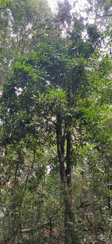 Image of Agrostistachys borneensis by (c) T R Shankar Raman, some rights reserved (CC BY)
