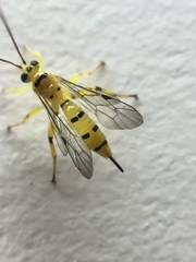 Xanthopimpla punctata