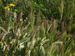 Hordeum murinum