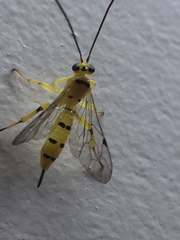 Xanthopimpla punctata