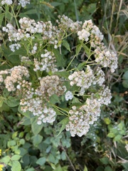 Ageratina