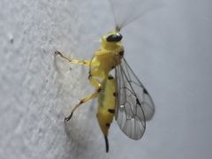 Xanthopimpla punctata