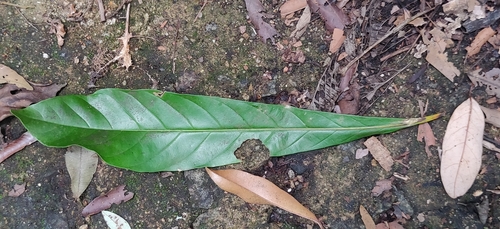 Image of Agrostistachys borneensis by (c) T R Shankar Raman, some rights reserved (CC BY)