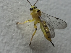 Xanthopimpla punctata
