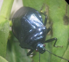 Zicrona caerulea