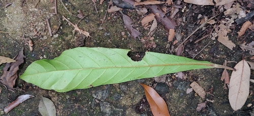 Image of Agrostistachys borneensis by (c) T R Shankar Raman, some rights reserved (CC BY)