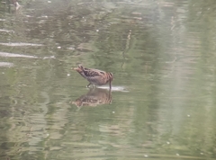 Gallinago