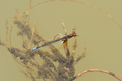 Pseudagrion massaicum