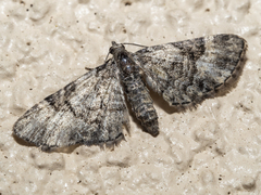 Eupithecia edna