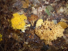 Ramaria rasilispora