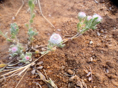 Helichrysum argyrosphaerum