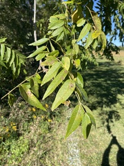 Juglans nigra