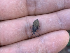 Anasa tristis