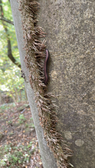 Ommatoiulus sabulosus