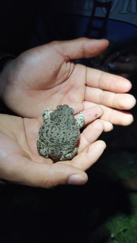 Plateau Toad, Anaxyrus compactilis