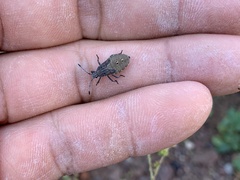Anasa tristis