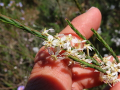 Struthiola dodecandra