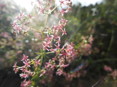 Galium rubrum