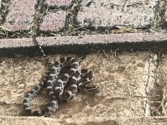 Pantherophis guttatus