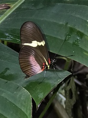 Heliconius clysonymus clysonymus