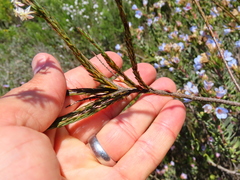 Struthiola dodecandra