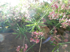 Galium rubrum
