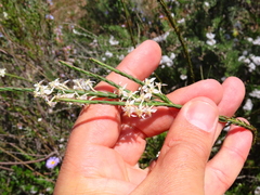 Struthiola dodecandra