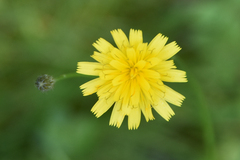 Pilosella piloselloides