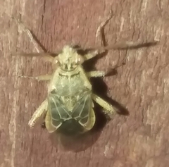Liorhyssus hyalinus