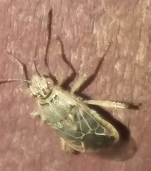 Liorhyssus hyalinus