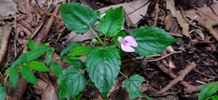 Impatiens elegans