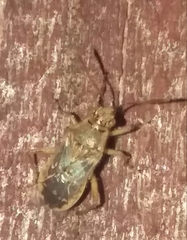 Liorhyssus hyalinus