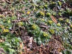 Azorella multifida
