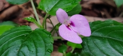 Impatiens elegans
