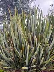 Phormium