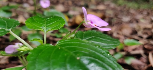 Image of Impatiens elegans by (c) T R Shankar Raman, some rights reserved (CC BY)