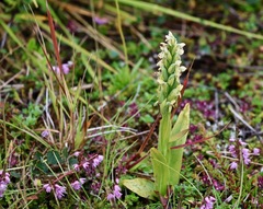 Platanthera hyperborea