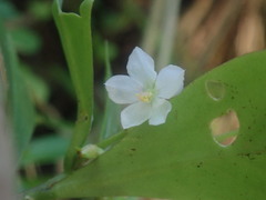Talinum fruticosum