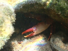 Portunidae