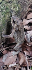 Duttaphrynus melanostictus