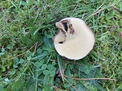 Suillus