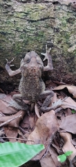 Duttaphrynus melanostictus