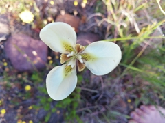 Moraea tricuspidata