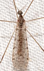 Rhipidia maculata