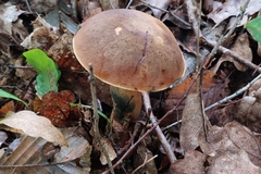 Suillellus queletii